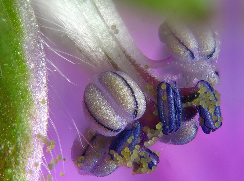 Geranium molle / Geranio volgare